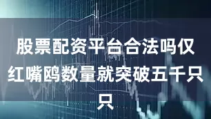 股票配资平台合法吗仅红嘴鸥数量就突破五千只